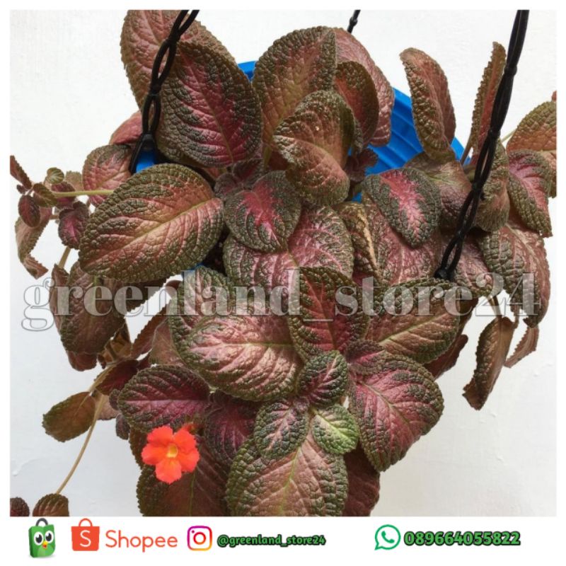 episcia cupreata coklat ungu - tanaman hias gantung - episcia merah - beludru merah  - episcia