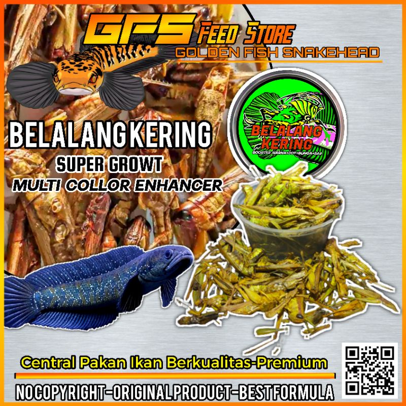 Belalang Kering MultiCollor Original Pakan Ikan Channa