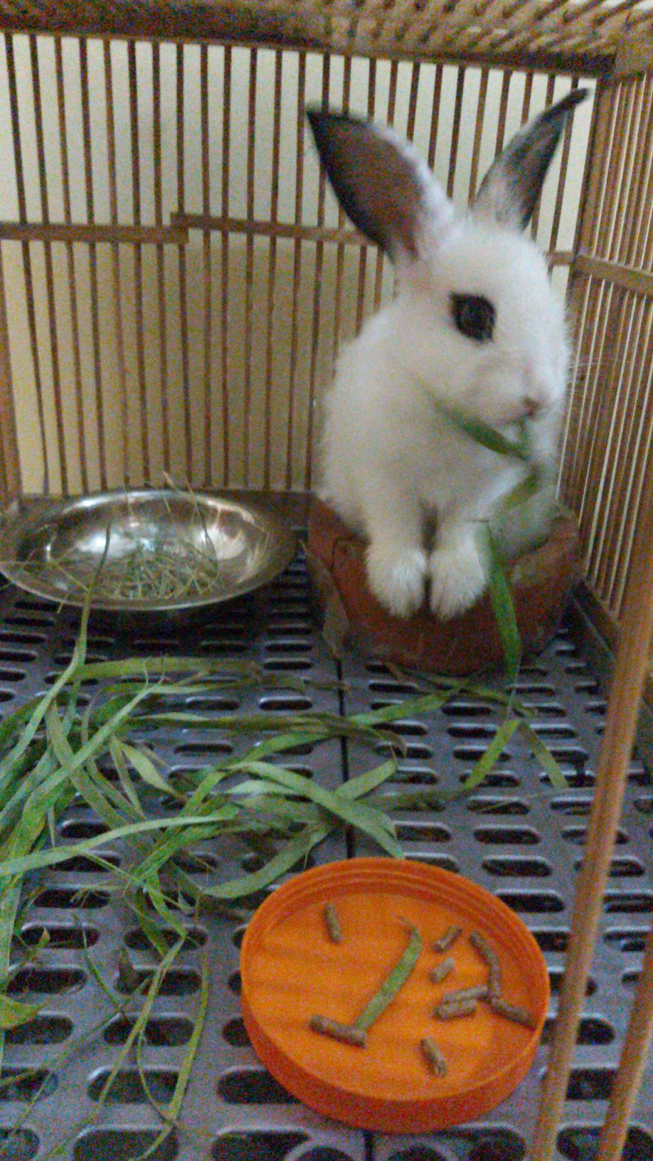 Pupuk Granule Modern Nasa 10kg Terlaris 100% Nasa - Mr_andreandra