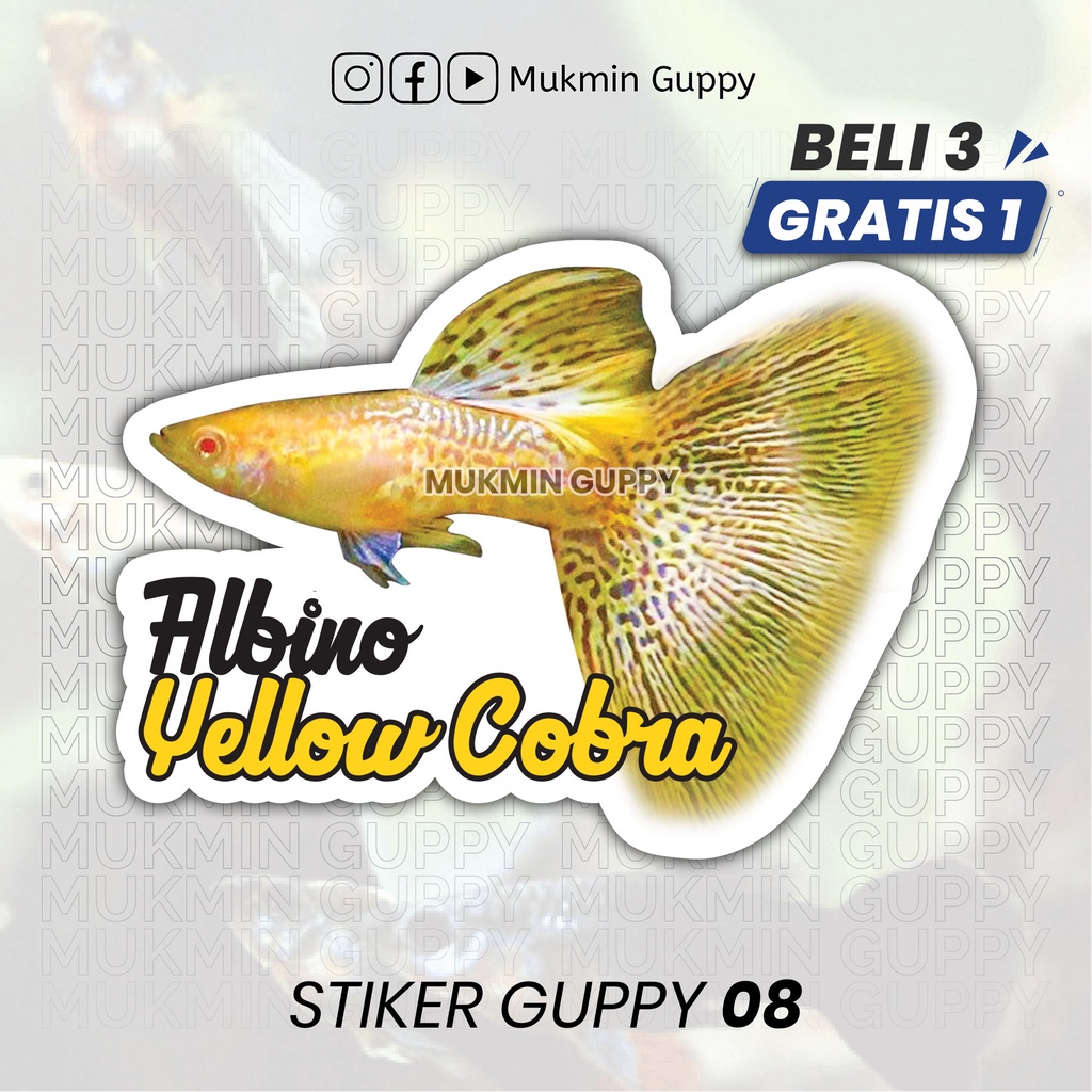 Stiker Guppy (08) Albino Yellow Cobra