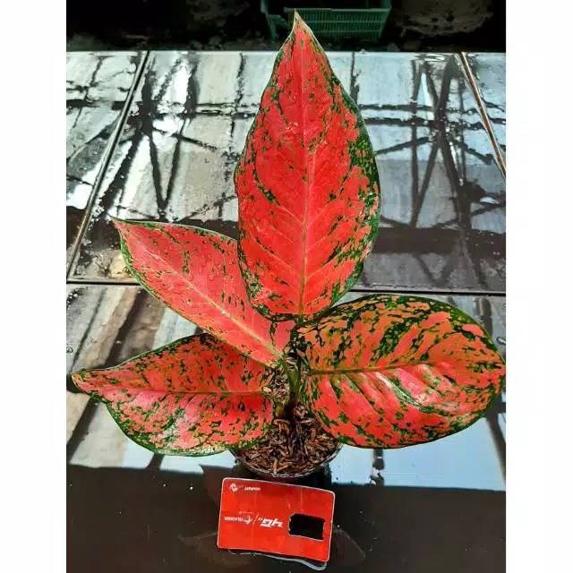 Bunga Aglonema red apple - aglonema big apel