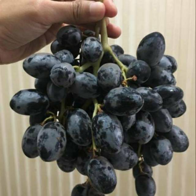 

Autumn Royal Seedless Grapes Aussie