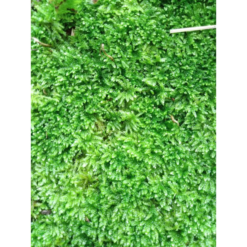 MOSS WEEPING MINI CLUMP UK 18X11 CM | MOSS WEPING | MOSS WIPING DAUN AIR AQUASCAPE