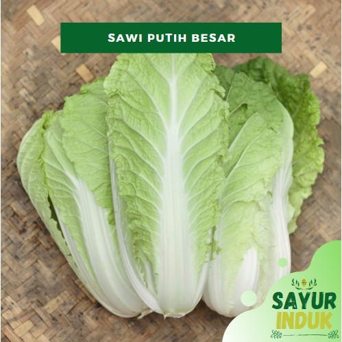 

Sayur Induk - Sawi Putih Besar 1.2 - 1.5 Kg PER PCS Fresh Grade A Napa Cabbage