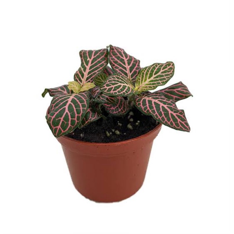 fittonia pink tanaman hias daun fittonia