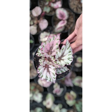 begonia rex tanaman begonia tanaman hias begonia tanaman hias cantik unik