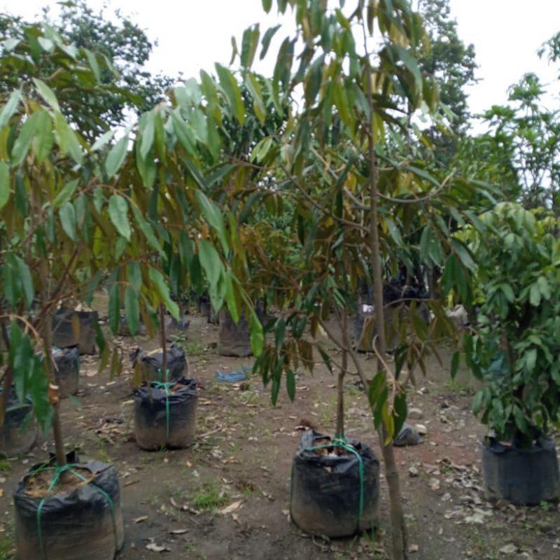 pohon durian tinggi 2 meter siap kirim
