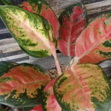 aglonema khocin INDUKAN