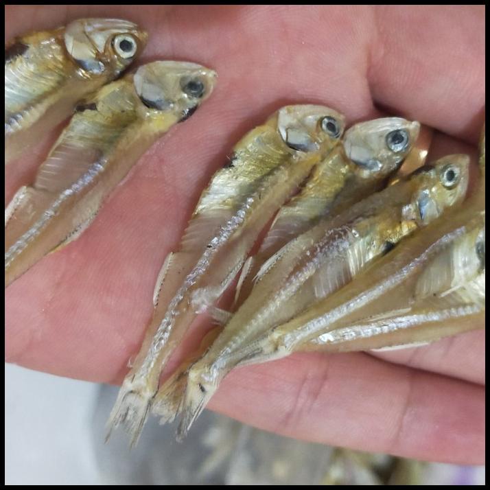 

Ikan Teri Tawar, Teri Tawar Padang, Ikan Teri Super, 1Kg