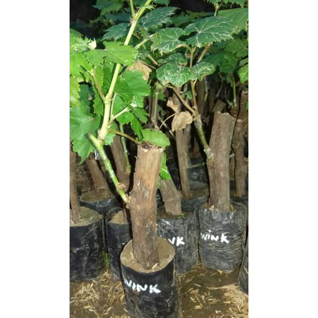 ANGGUR IMPOR BIBIT ANGGUR IMPOR WINK ANGGUR IMPOR BUAH ANGGUR IMPOT MANIS BIBIT ANGGUR MERAH
