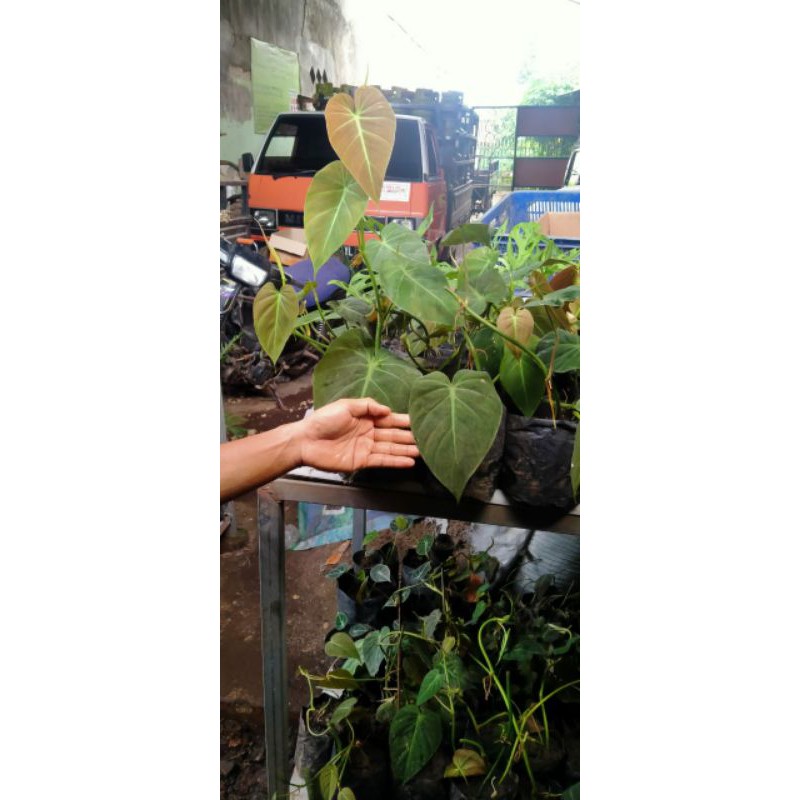 pilo mican (pilo melano kw) philodendron micans berdaun rimbun 100 cm