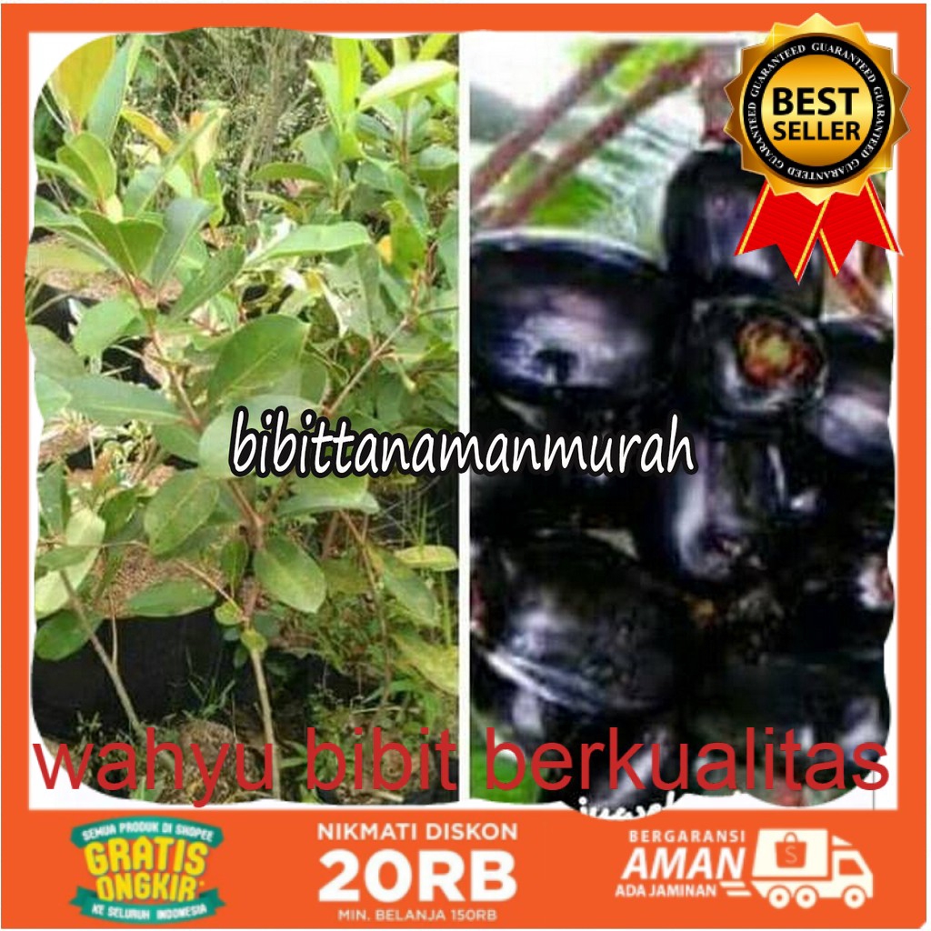 Bibit buah juwet hitam tanpa biji