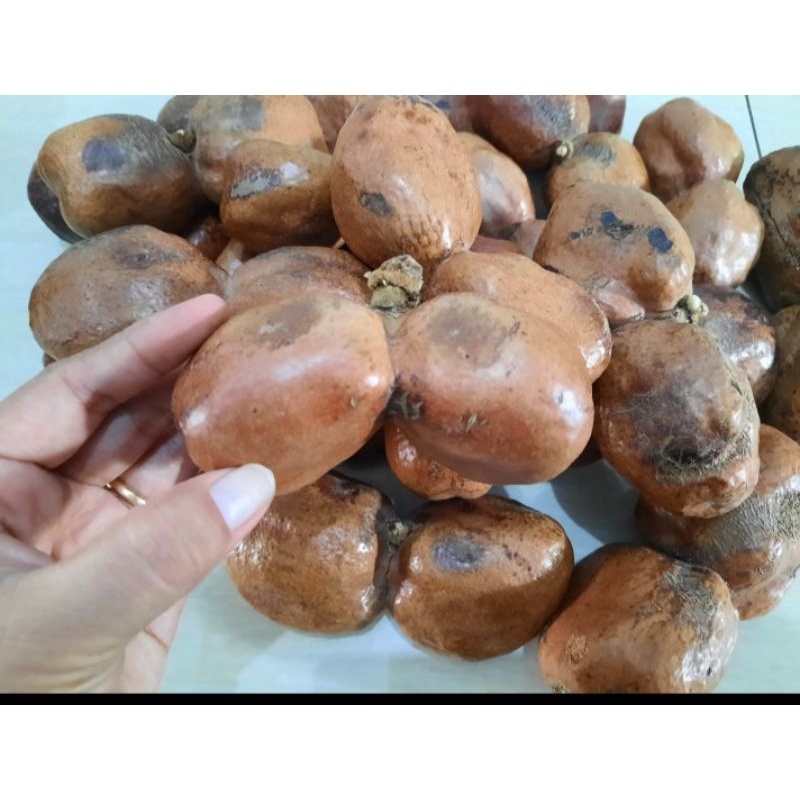 

Zuriat Madinah dan Zuriat Mesir Kembar