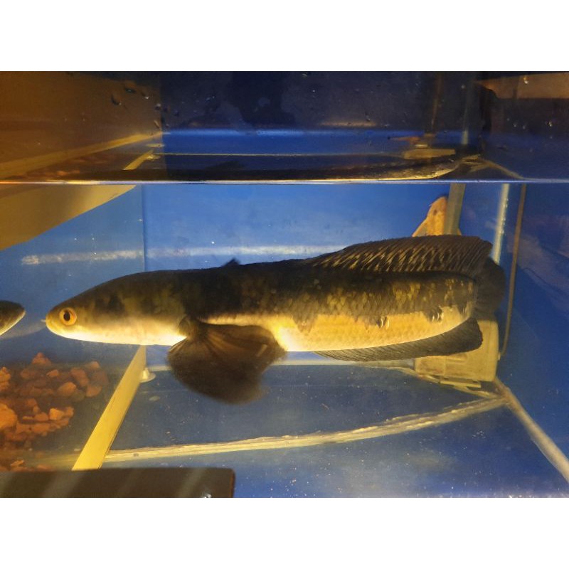 CHANNA MARU SUMATERA MATA MERAH JUMBO GONDRONG FULL MUTIARA