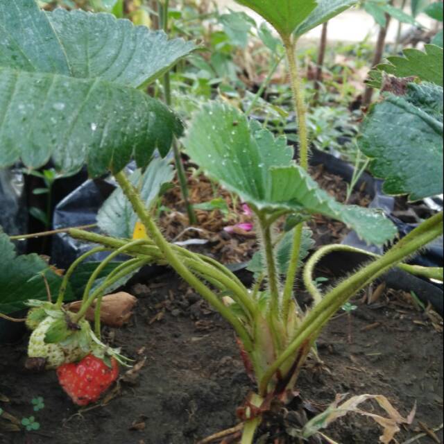 Bibit Buah Strowbery / Stroberi