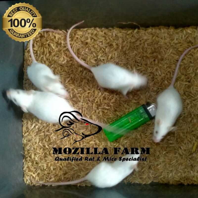Tikus Putih Mencit Indukan Siap ( Betina 4 + Jantan 1 )