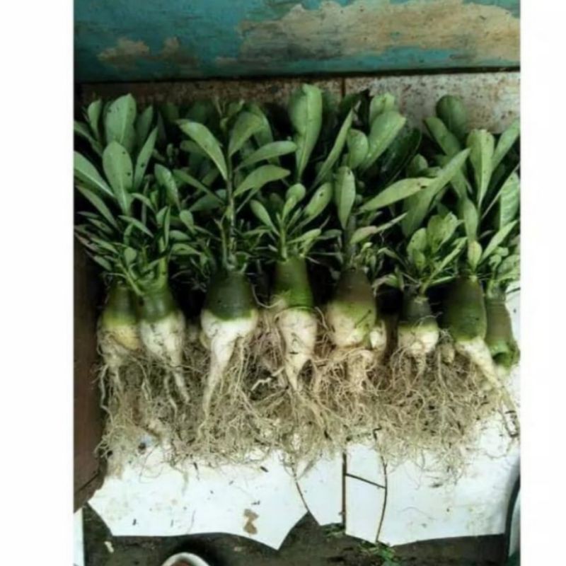 Bibit Tanaman Hias Adenium Bunga Kamboja hitam