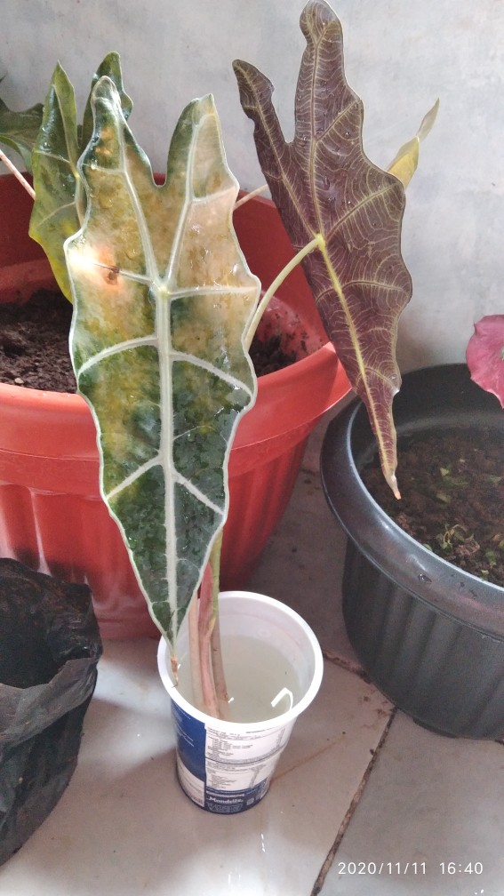 Tanaman Hias Keladi Amazon / Keladi Hias / Keladi Tengkorak