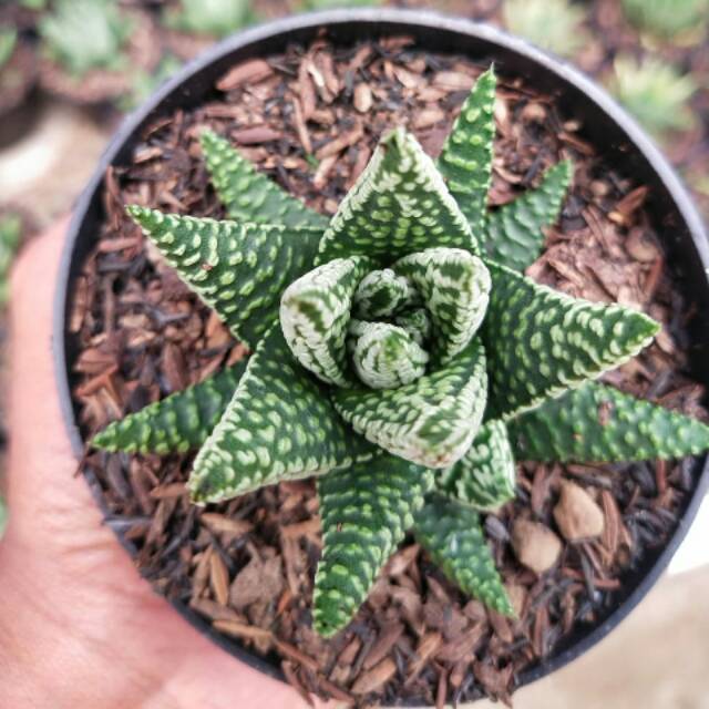 Tanaman hias kaktus dan sukulen Haworthia little circle/donut