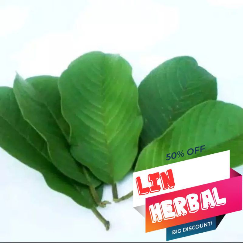 

jual daun jambu biji muda segar per 500 gram