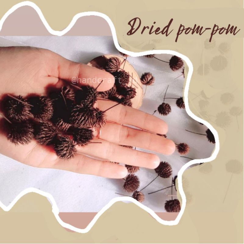 DRIED POM POM / MINI POM POM / MARIGOLD / BUNGA POM POM / POM POM KERING