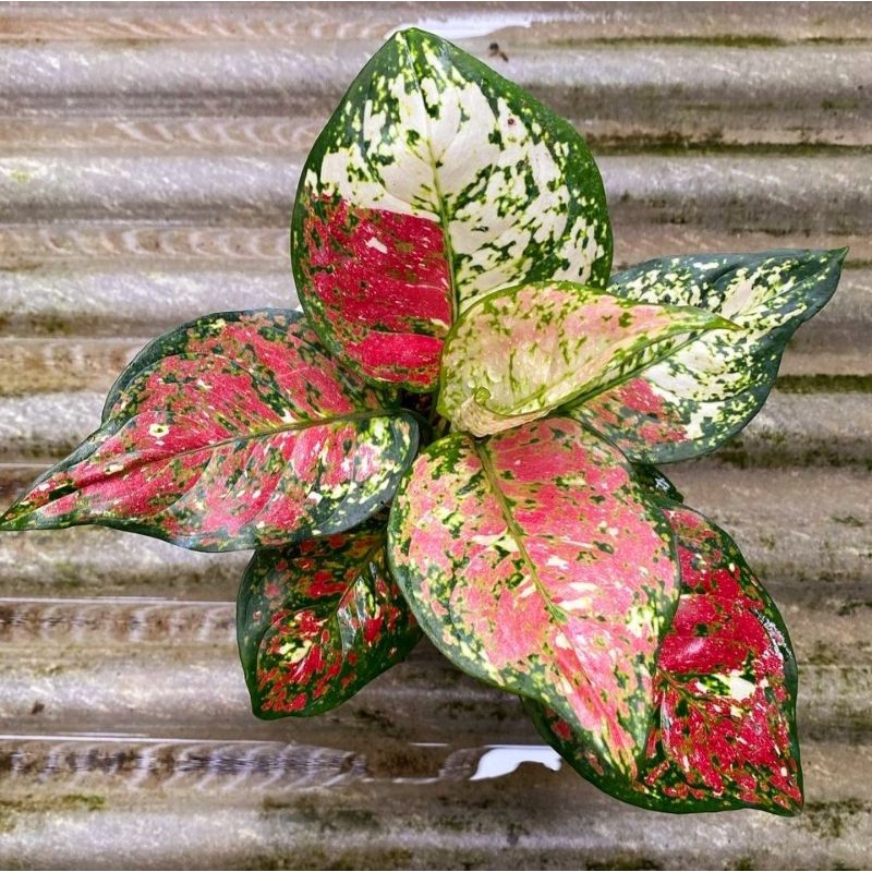 Aglonema tri color siam aurora (Tanaman hias aglaonema tri color) - tanaman hias hidup - bunga hidup