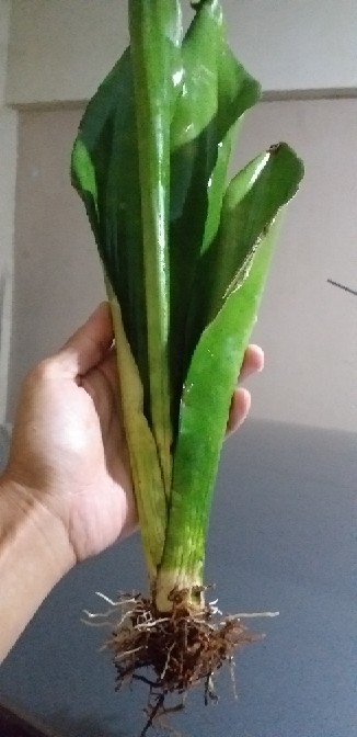 Tanaman Hias Pembersih Udara Sansivera Moon Shine - Sansievera