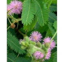 

Daun putri malu Kalimantan 50gram