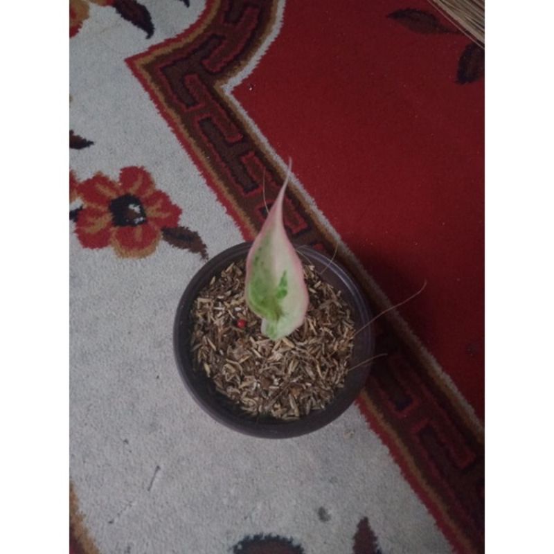 Anakan aglonema bidadari