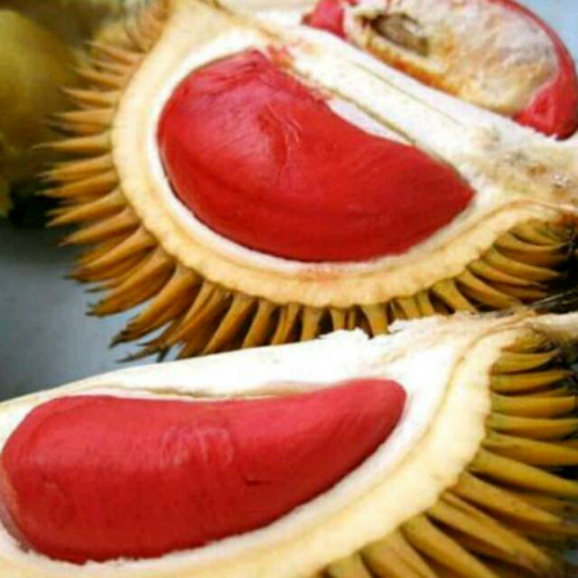 Bibit Durian Merah