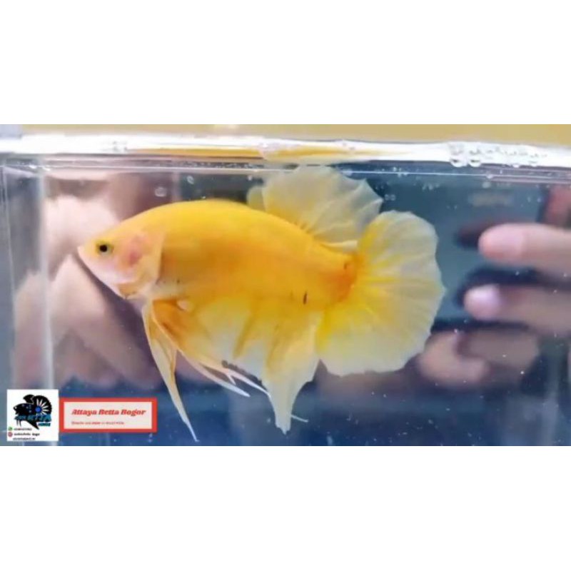 Cupang Yellow Banana