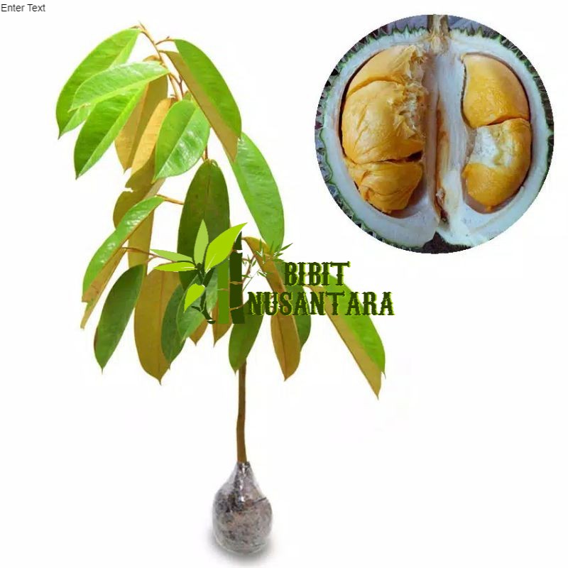 Bibit Durian Montong Super durian import thailand UNGGUL