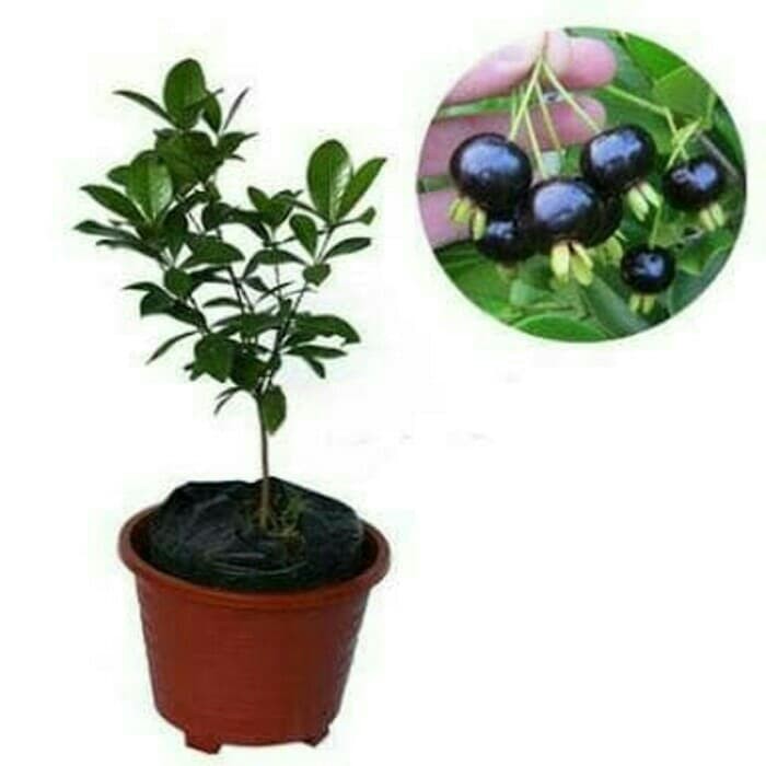 bibit buah cherry hitam atau black pitomba