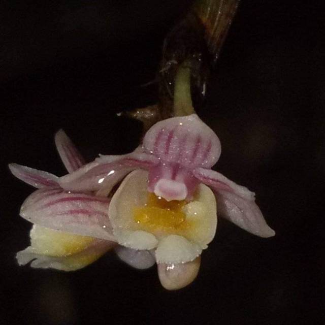 Anggrek mini unik dendrobium lobulatum dewasa