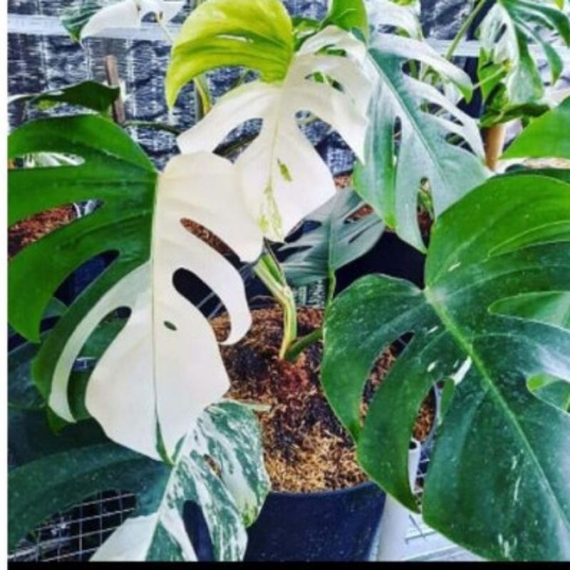 terbaru bibit bonggol monstera king varigata original