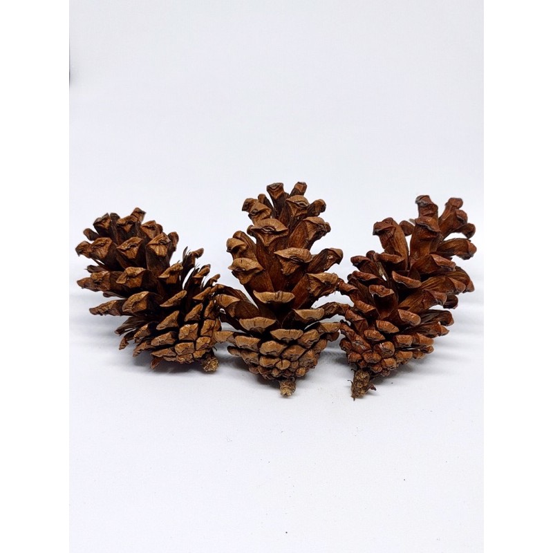 Jual Buah Pinusbuah Pinus Keringbiji Pinus Dekorasibuah Pinus Rustic Shopee Indonesia 6493