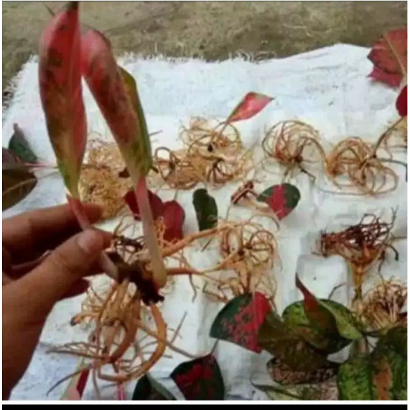 Aglonema bonggol lotus (promo 2 bonggol)