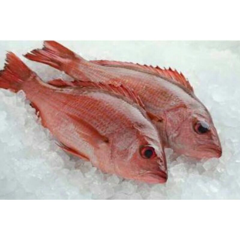 

Ikan Kakap Merah/kg