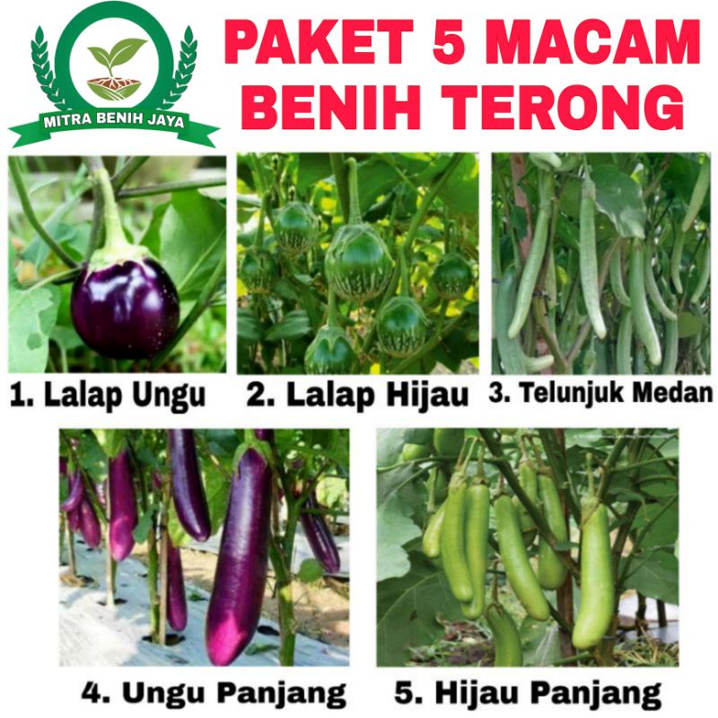 Paket Sayuran 5 Macam Benih Terong / Paket Benih Terong Lengkap / Paket Hemat / Benih Sayuran Bibit