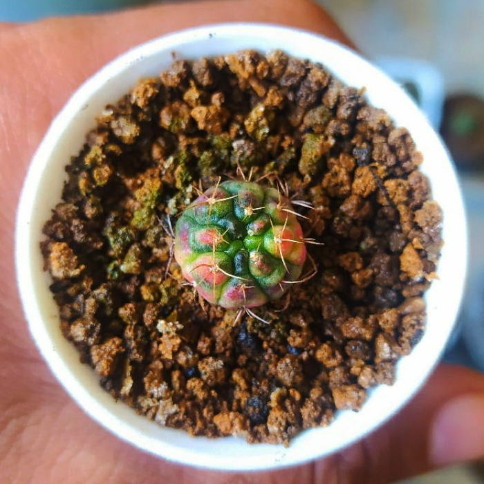 gymno damsi variegata/gymnodamsi/gymnocalycium/kaktus damsi