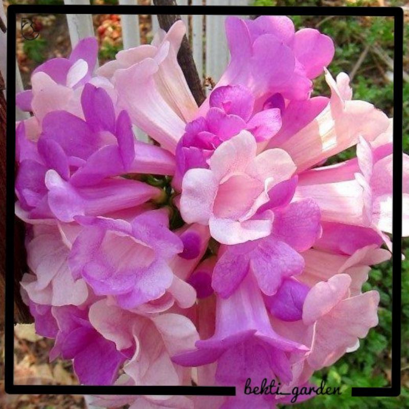 Tanaman hias garlic vine