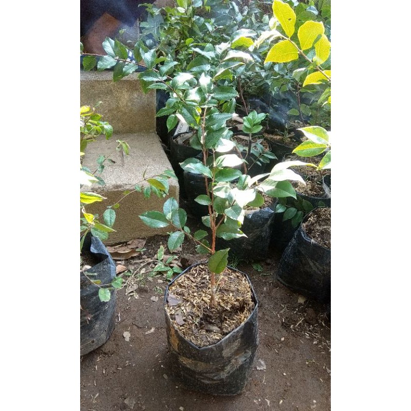 Bibit Anggur Freco /  Bibit Anggur Preco / Bibit Anggur Pohon / Bibit Anggur Brazil