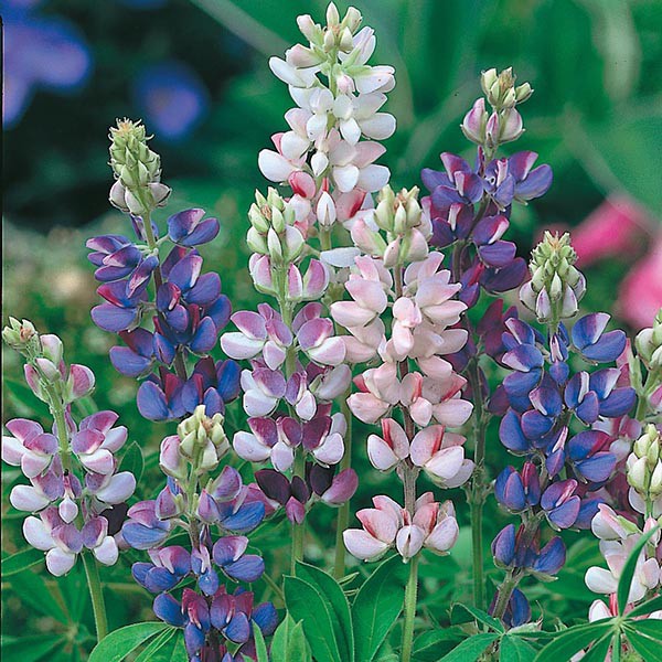 Benih Bibit Biji - Bunga Lupin Pixie Delight (Lupinus phollyphillus) Flower Seeds - IMPORT