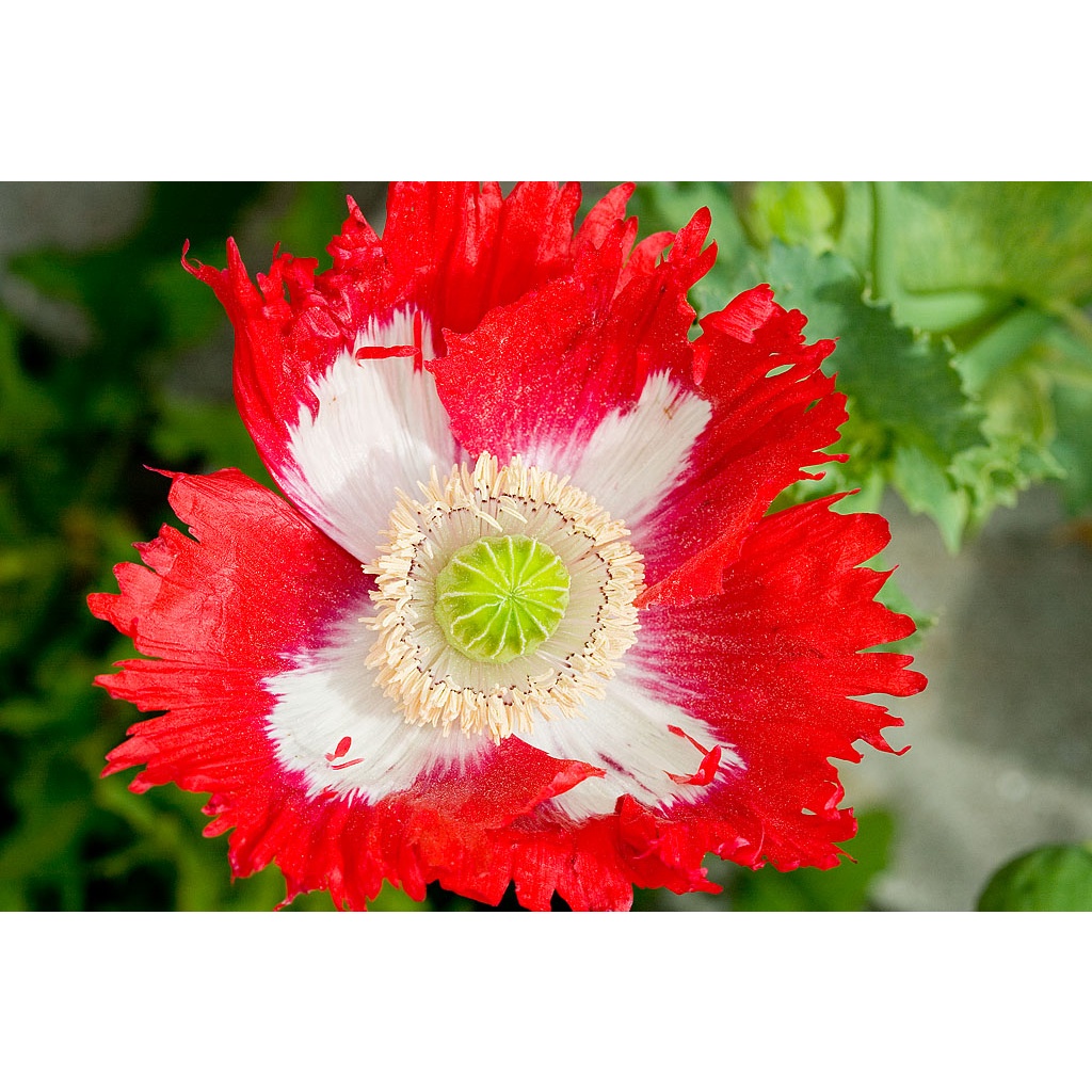 Benih Bibit Biji - Bunga Poppy Papaver Danish Dwarf Flower Seeds - IMPORT