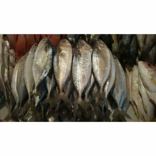 

Ikan kembung
