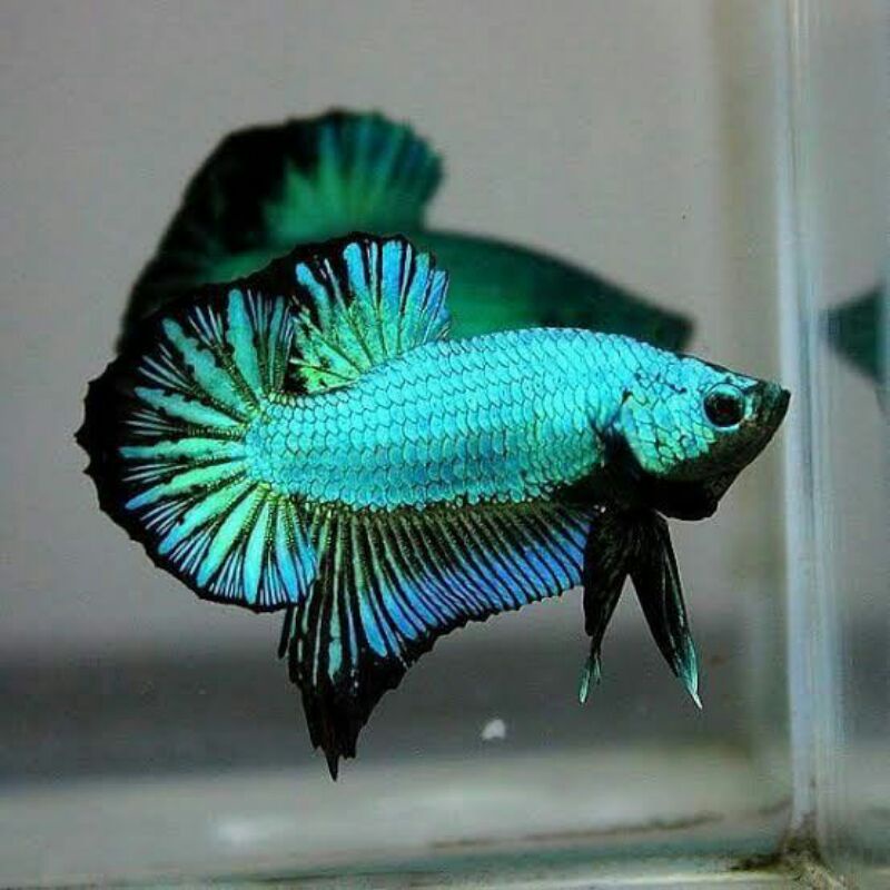 Promo Termurah Ikan Cupang/Betta Green dragon samurai startail line avatar