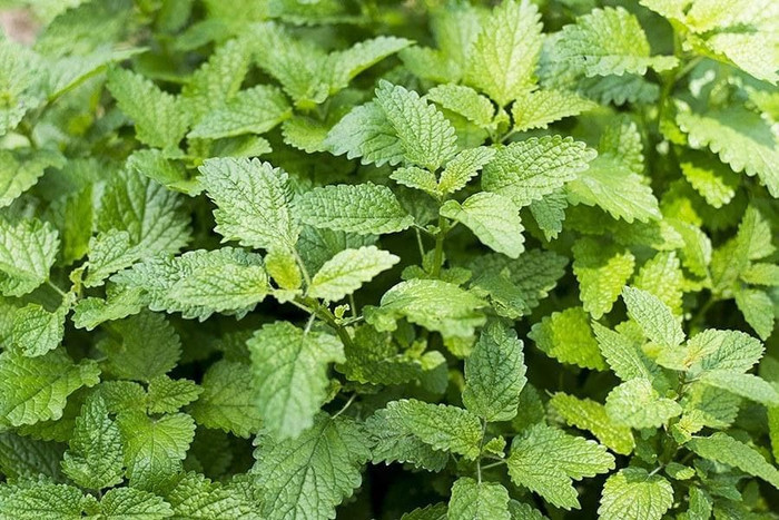 Haira Seed BIbit-Biji Lemon Balm