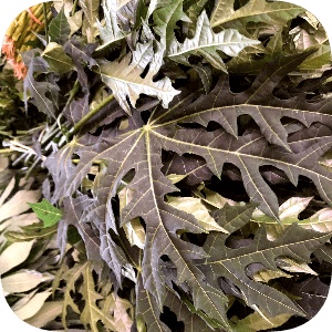 

Daun Pepaya 1 ikat