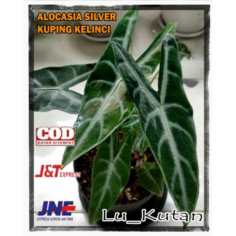 ALOKASIA LONGILOBA/KELADI KUPING KELINCI/ALOCASIA SILVER