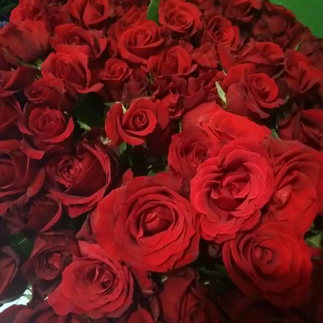 20 tangkai mawar  merah fresh dan besar Shopee Indonesia